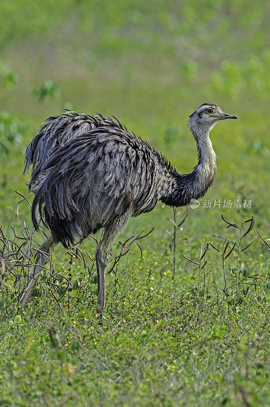 美洲美洲鸵(rhea americana)是一种不会飞的鸟，发现于南美洲东部，在巴西潘塔纳尔发现